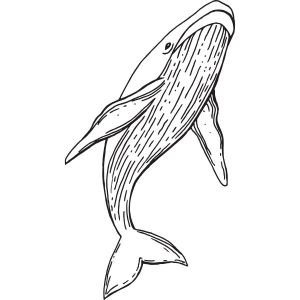 Baleine